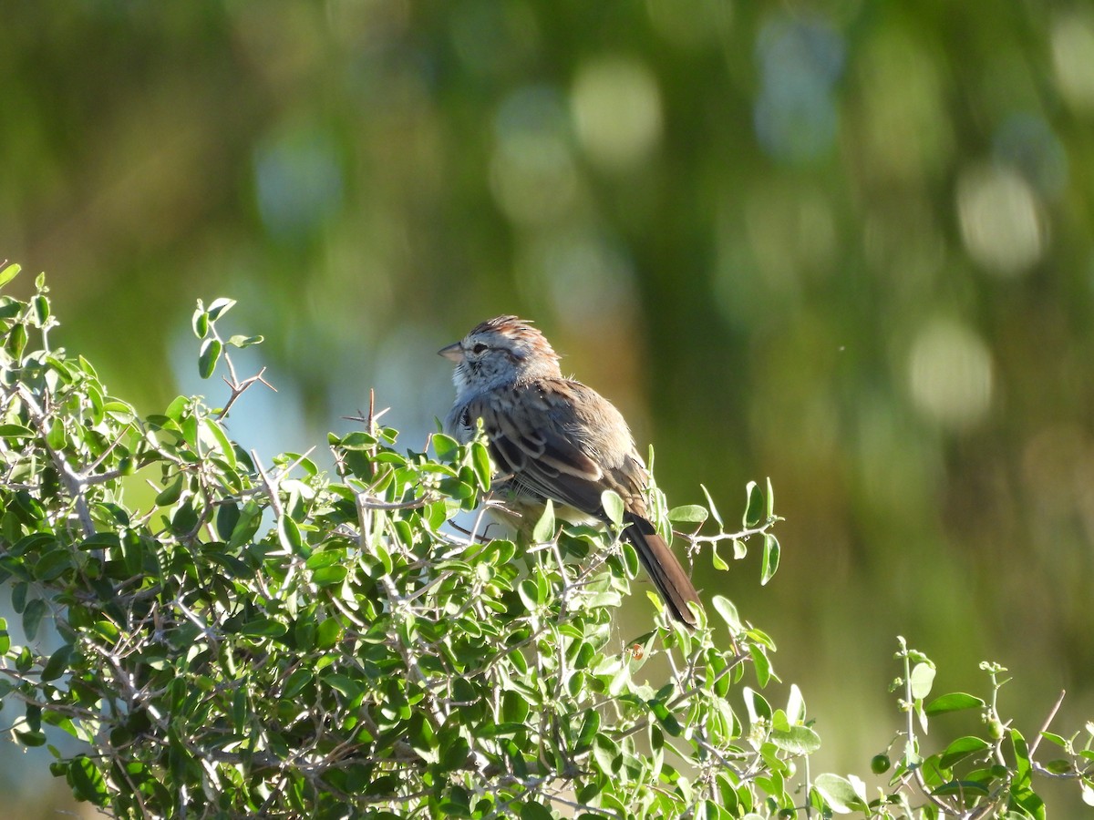 Rufous-winged Sparrow - ML642932667