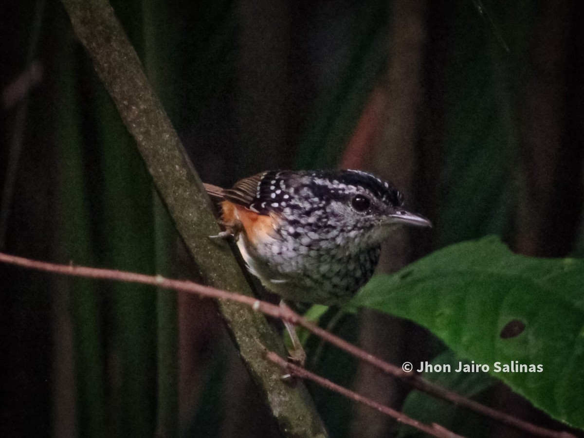 Peruvian Warbling-Antbird - ML642932671