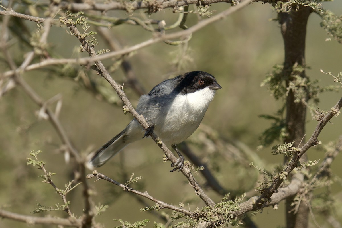Black-capped Warbling Finch - ML642932672