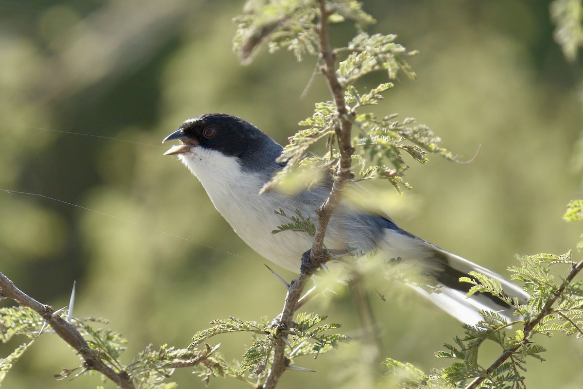 Black-capped Warbling Finch - ML642932673
