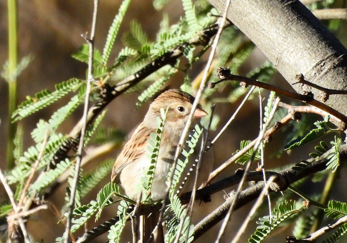 Brewer's Sparrow - ML642932675