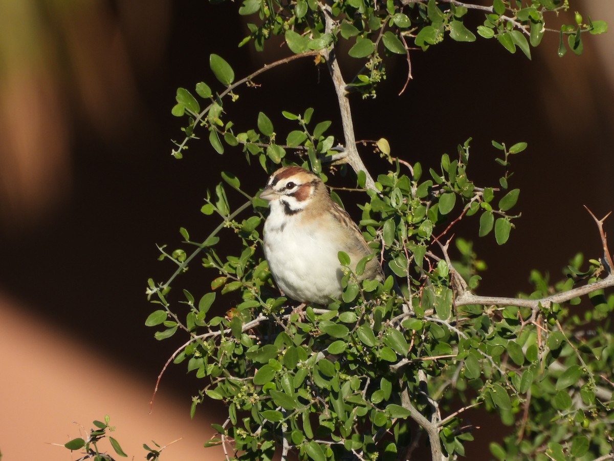 Lark Sparrow - ML642932681