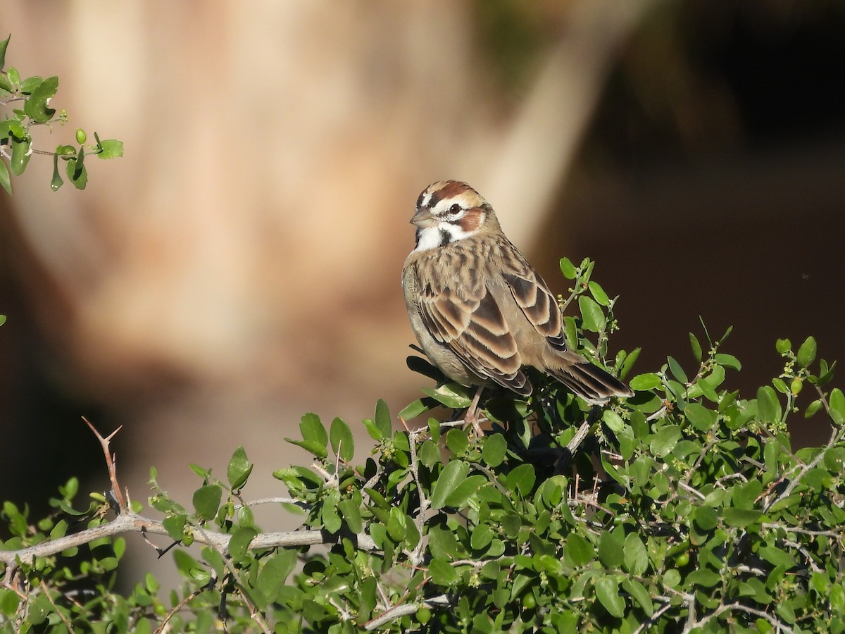 Lark Sparrow - ML642932691