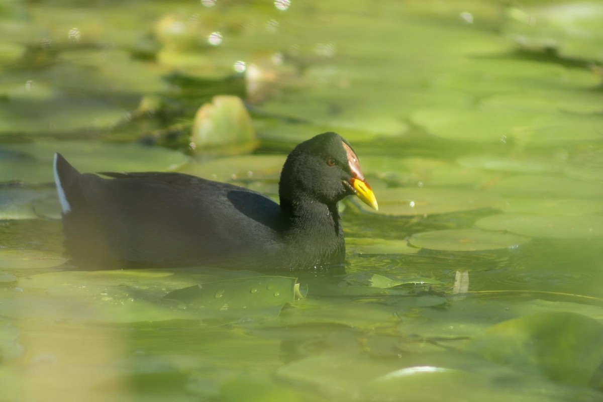 Red-fronted Coot - ML642932703