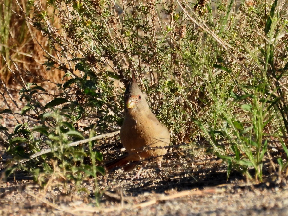 ムネアカコウカンチョウ - ML642932705