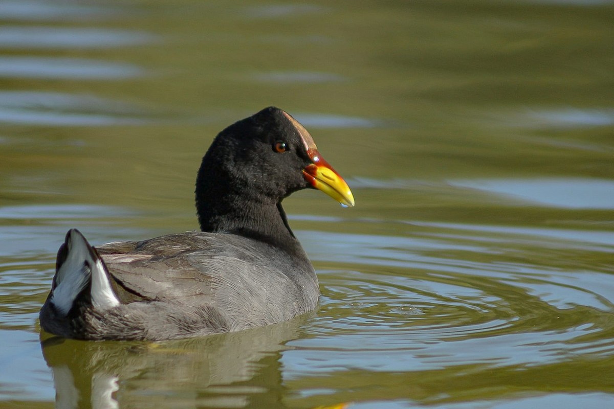 Red-fronted Coot - ML642932707