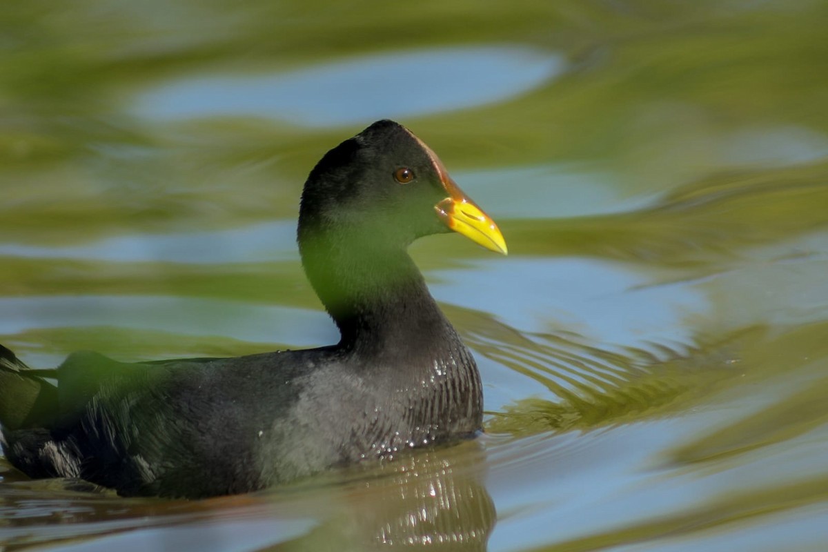 Red-fronted Coot - ML642932708