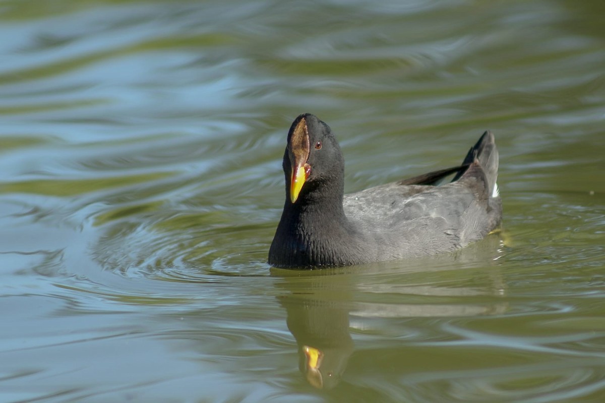 Red-fronted Coot - ML642932710