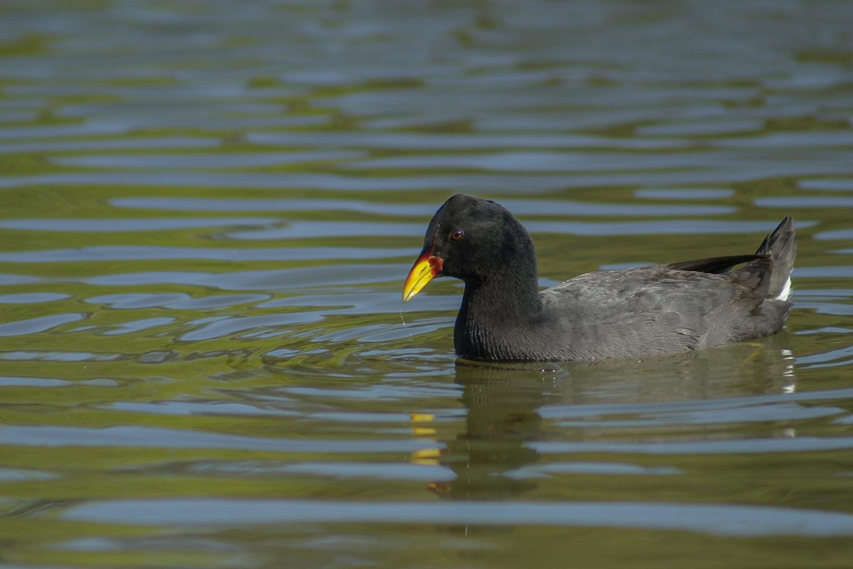 Red-fronted Coot - ML642932715