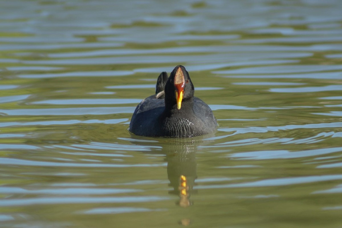 Red-fronted Coot - ML642932717