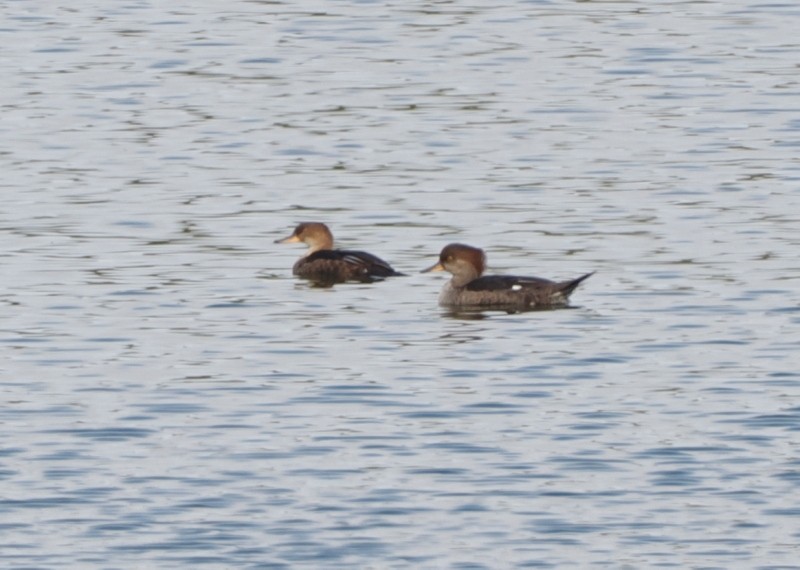 Hooded Merganser - ML642932722