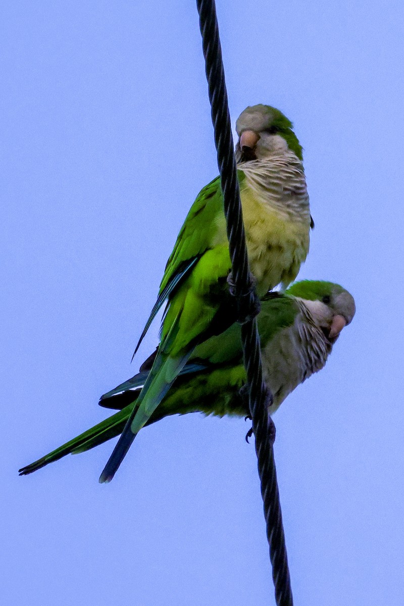 Monk Parakeet (Monk) - ML642932729