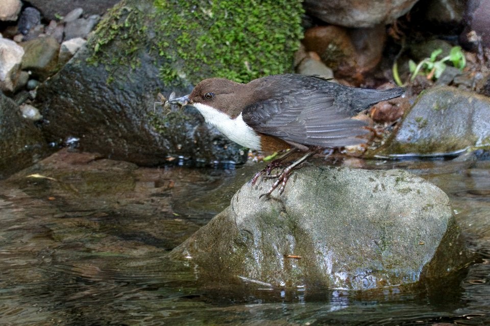 White-throated Dipper - ML642932742