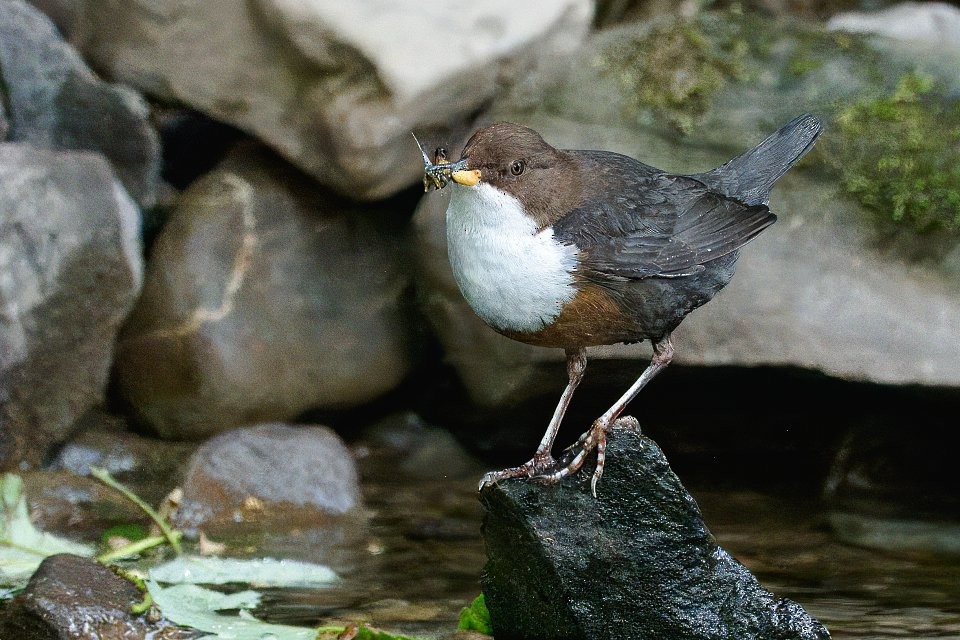 White-throated Dipper - ML642932743