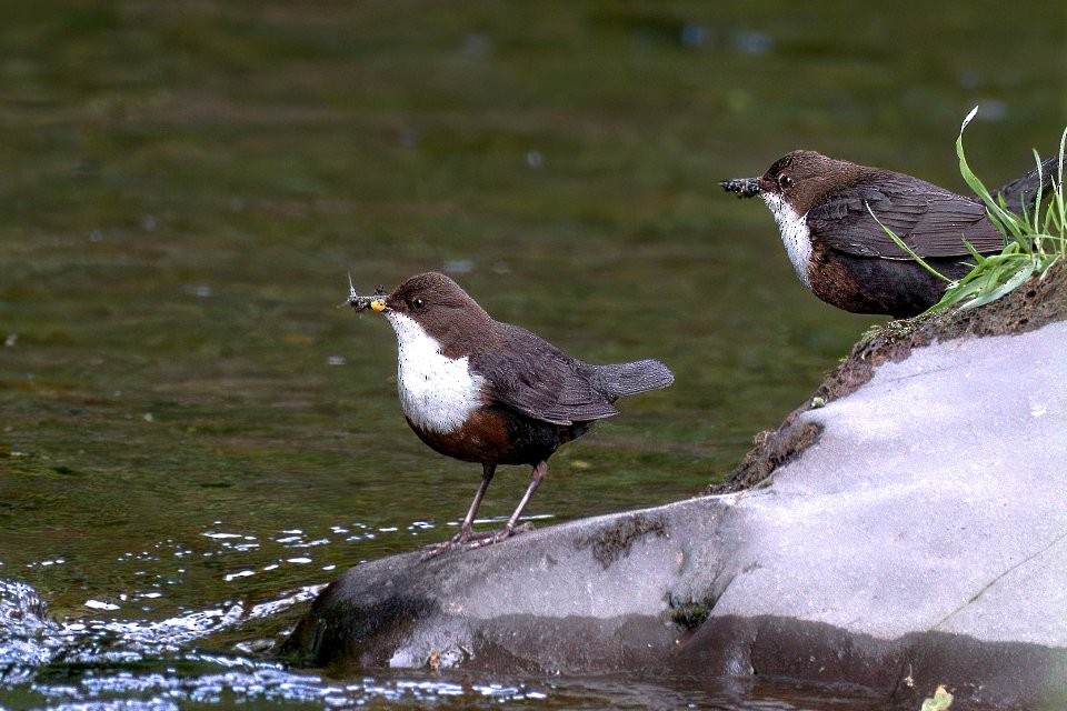 White-throated Dipper - ML642932744