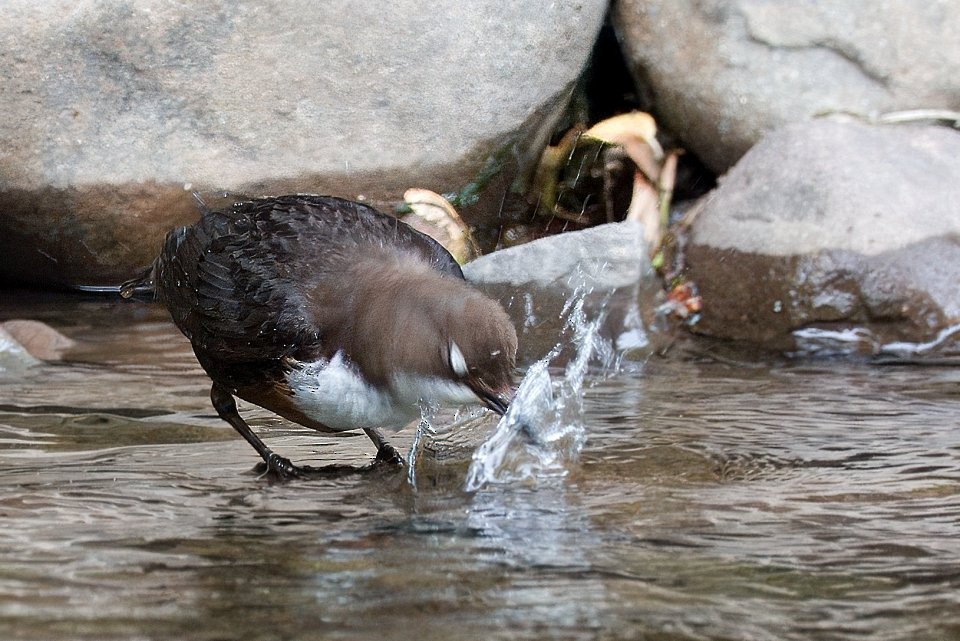 White-throated Dipper - ML642932745