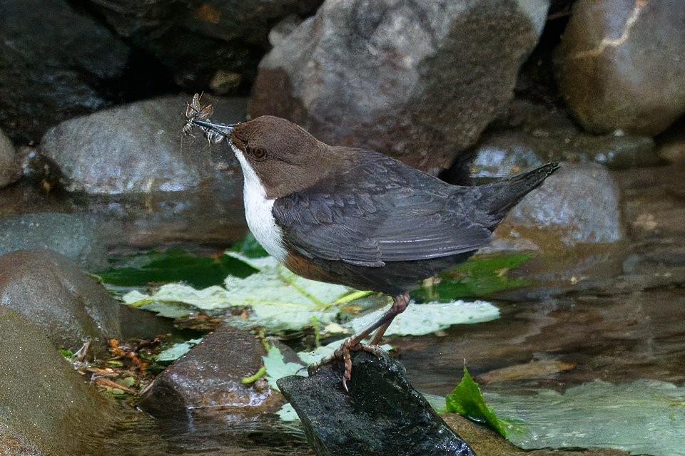 White-throated Dipper - ML642932746