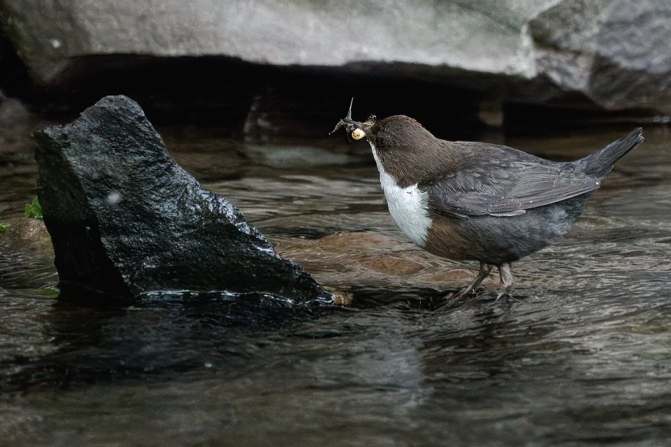 White-throated Dipper - ML642932747