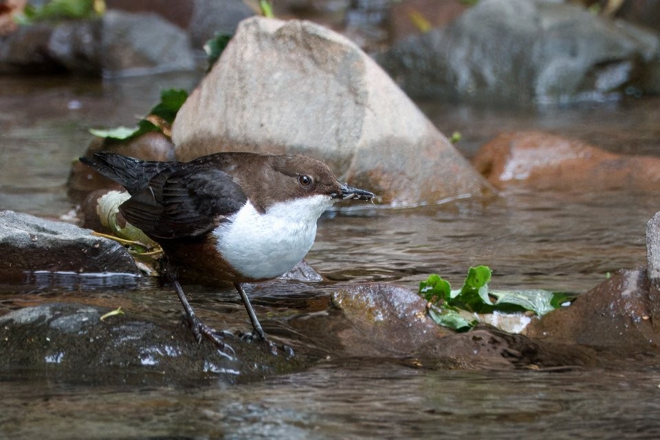 White-throated Dipper - ML642932748