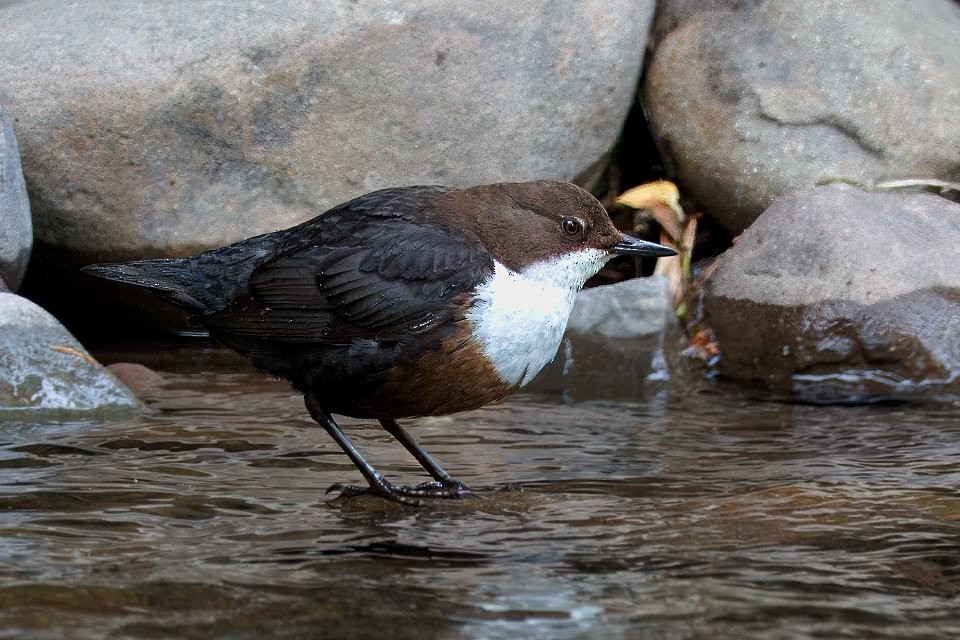 White-throated Dipper - ML642932749