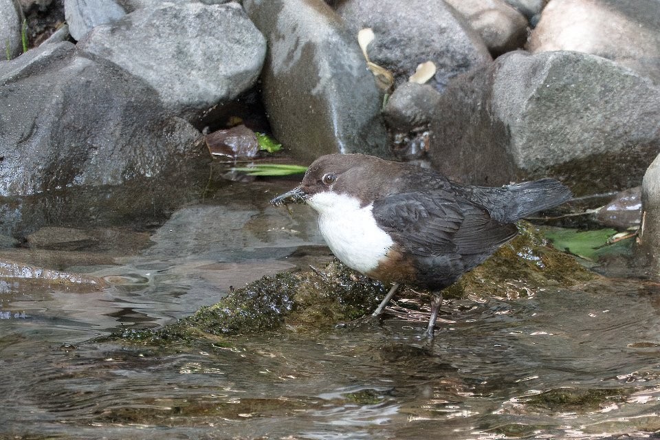 White-throated Dipper - ML642932750