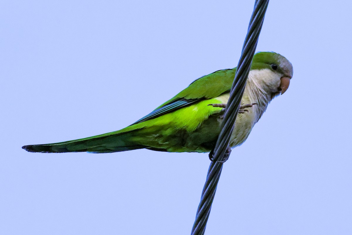 Monk Parakeet (Monk) - ML642932763