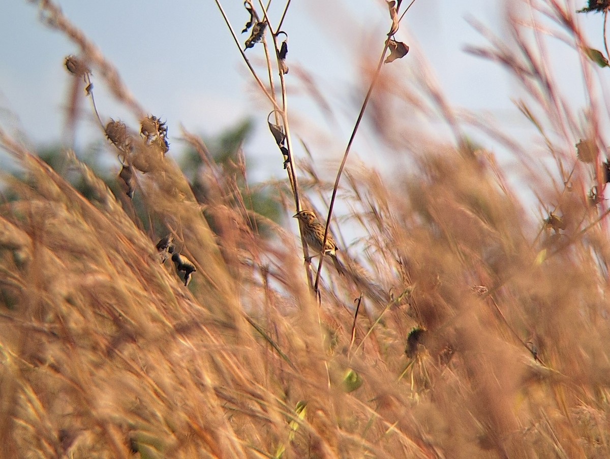 Nelson's Sparrow - ML642932785