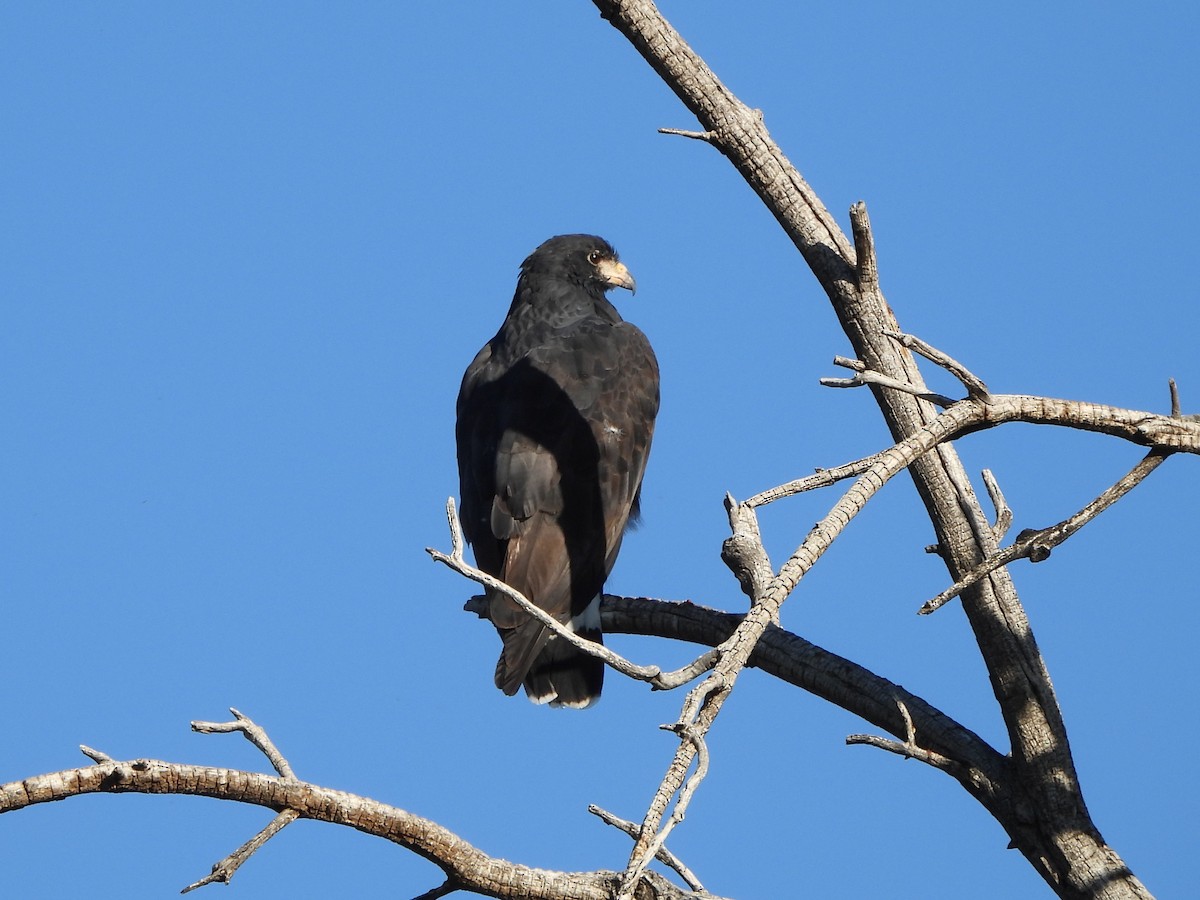 Common Black Hawk - ML642932817