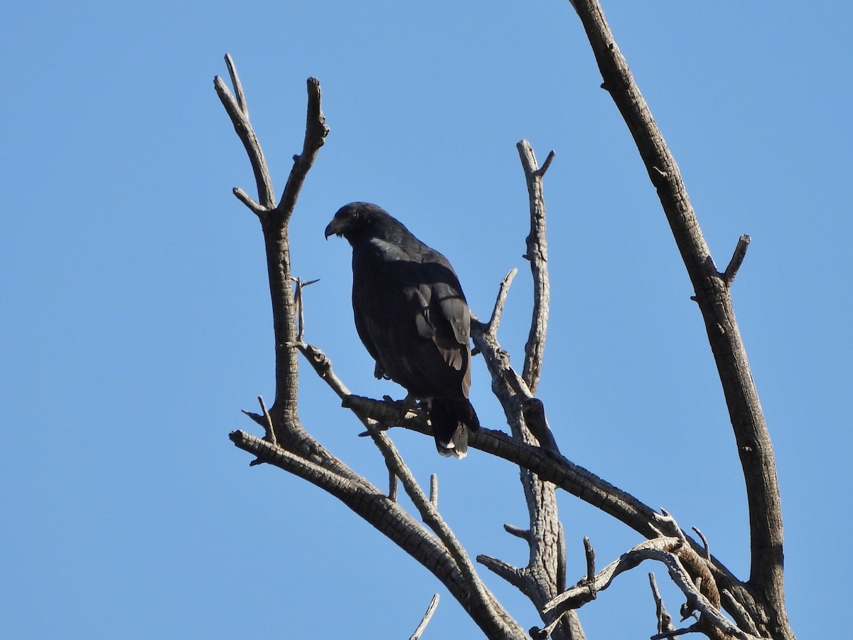 Common Black Hawk - ML642932828