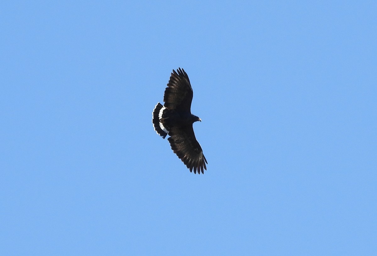 Common Black Hawk - ML642932856