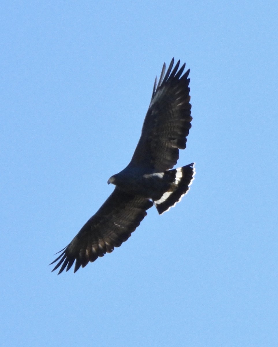 Common Black Hawk - ML642932857