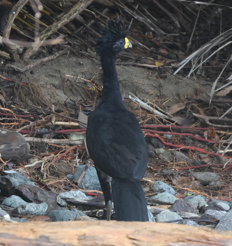 Great Curassow - ML642932936