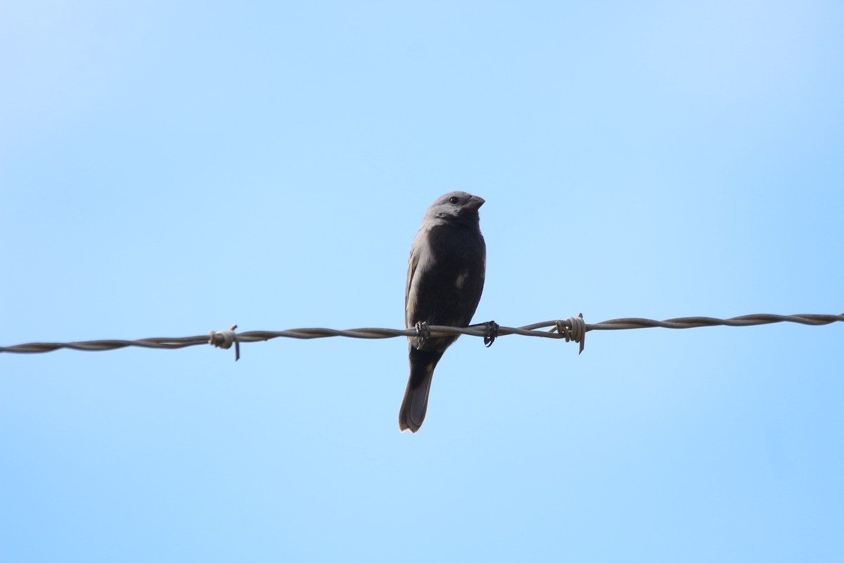 Black-bellied Seedeater - ML642932942