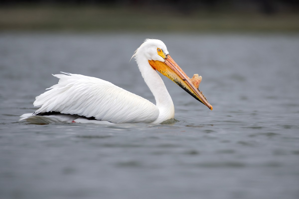 American White Pelican - ML642932960