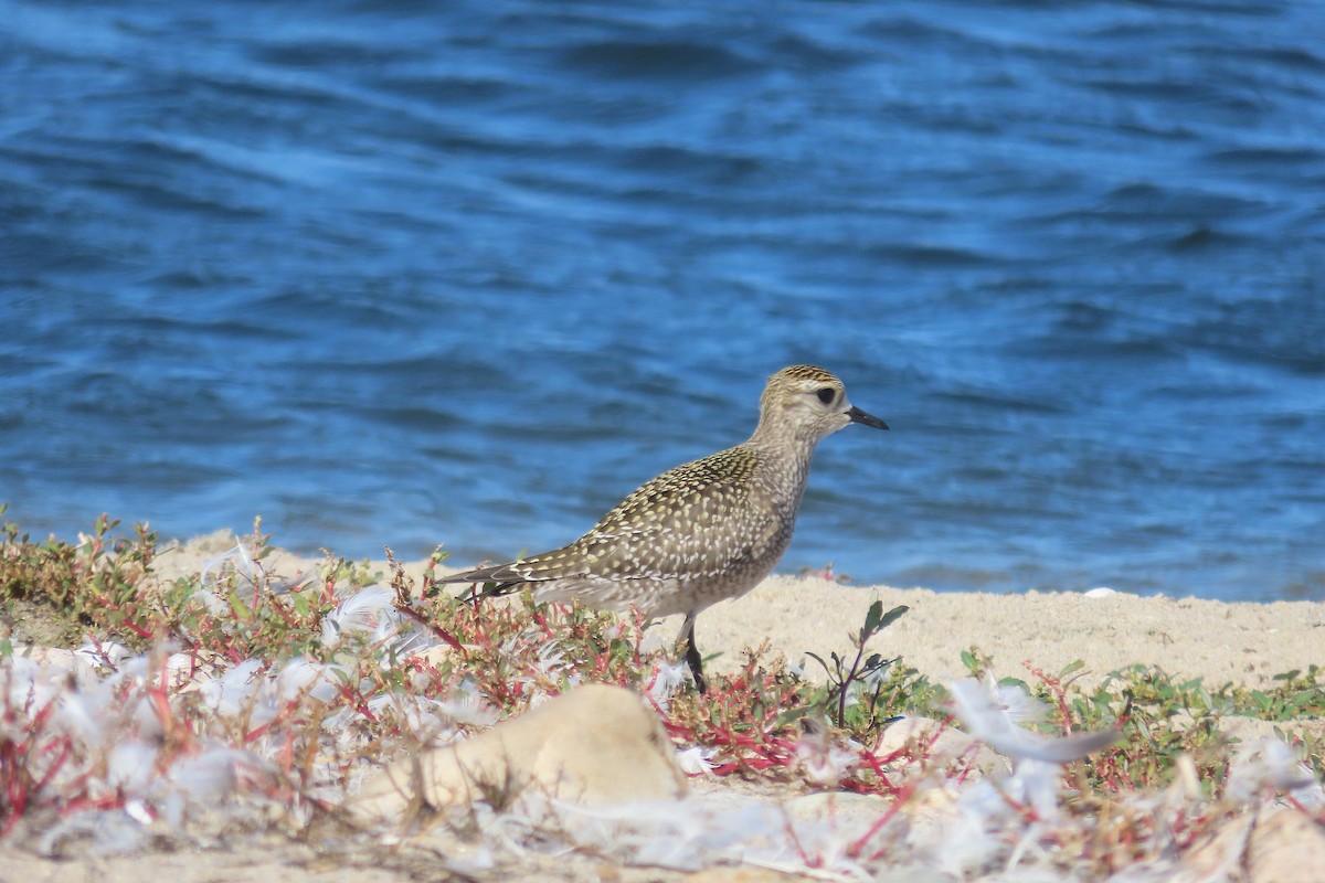 American Golden-Plover - ML642932976