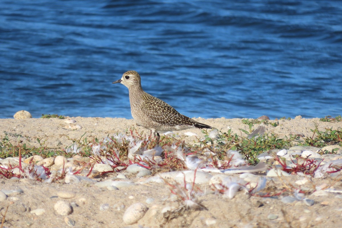 American Golden-Plover - ML642932977