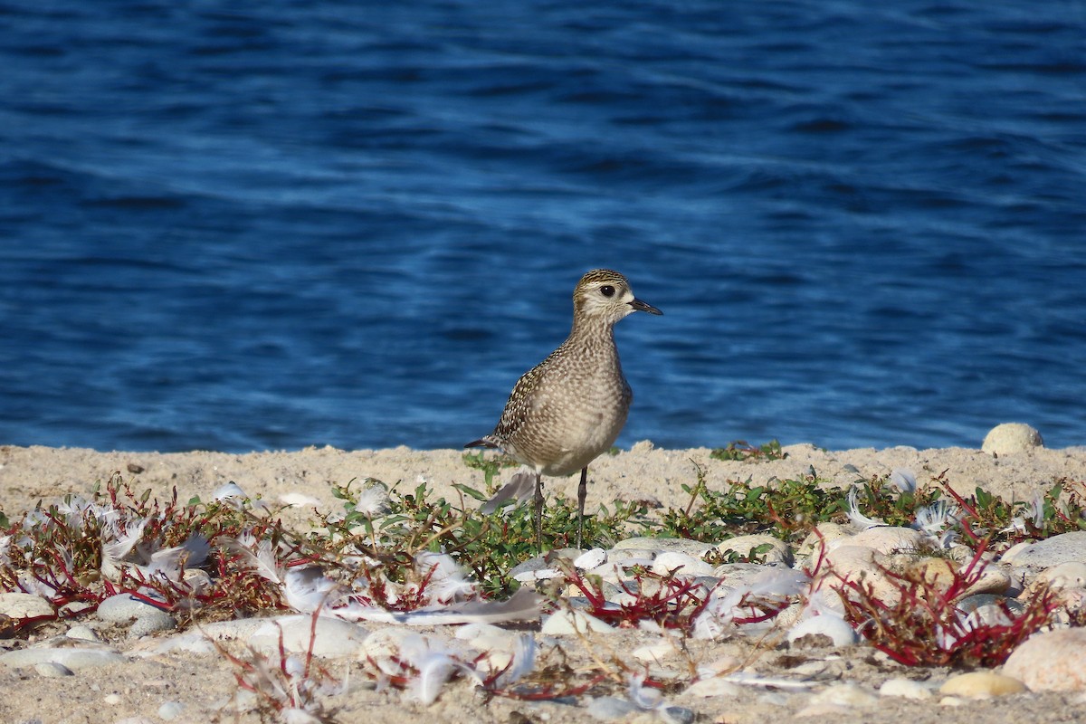 American Golden-Plover - ML642932978