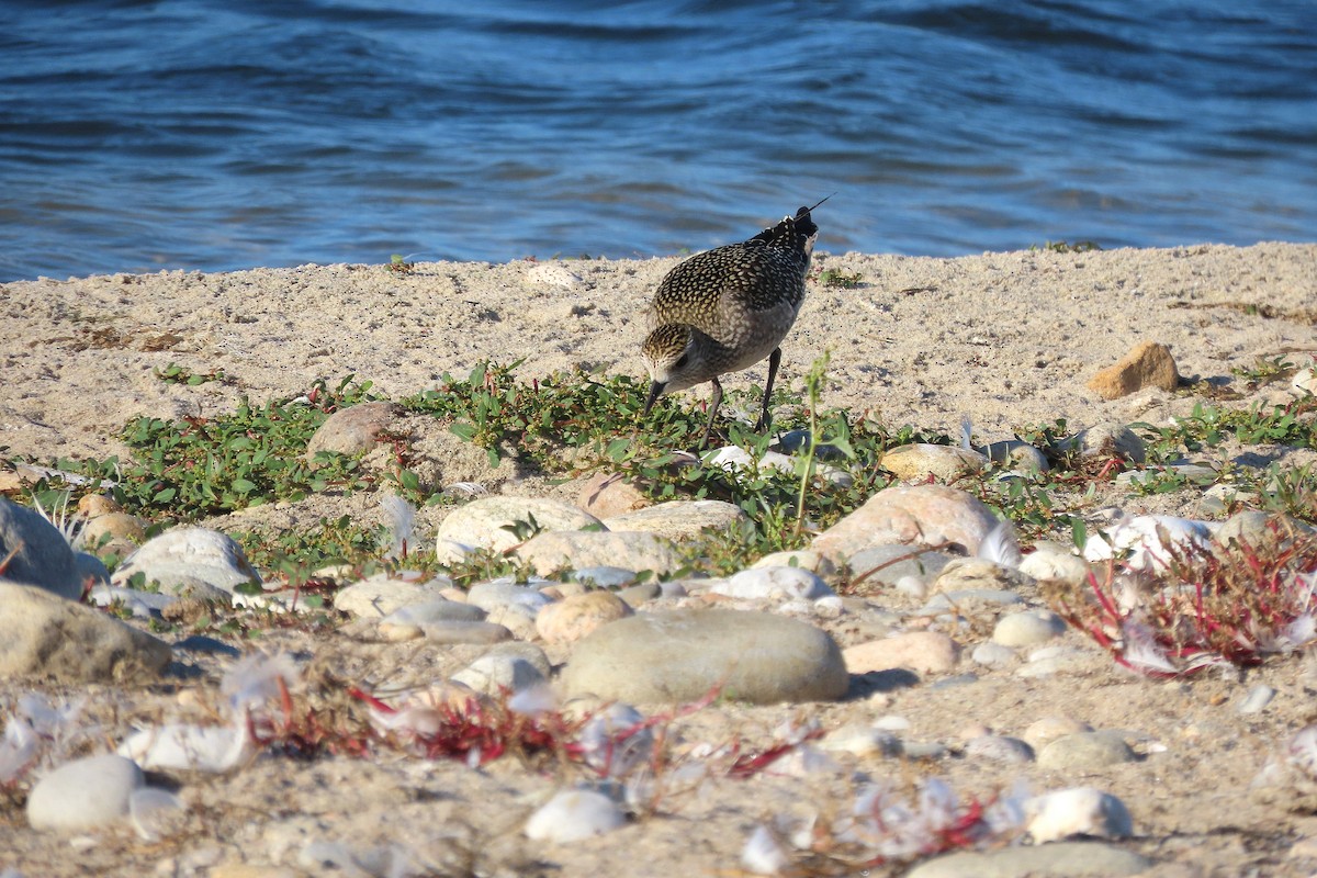 American Golden-Plover - ML642932979