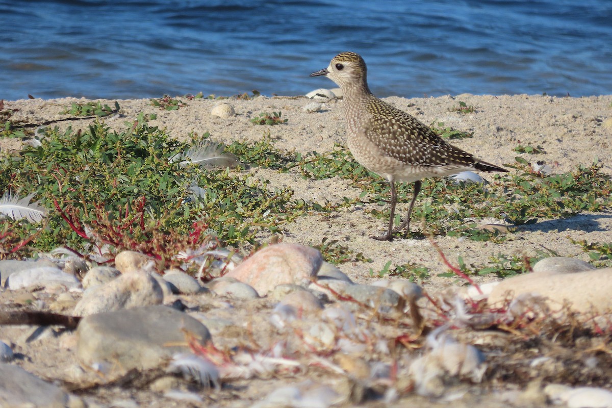 American Golden-Plover - ML642932980