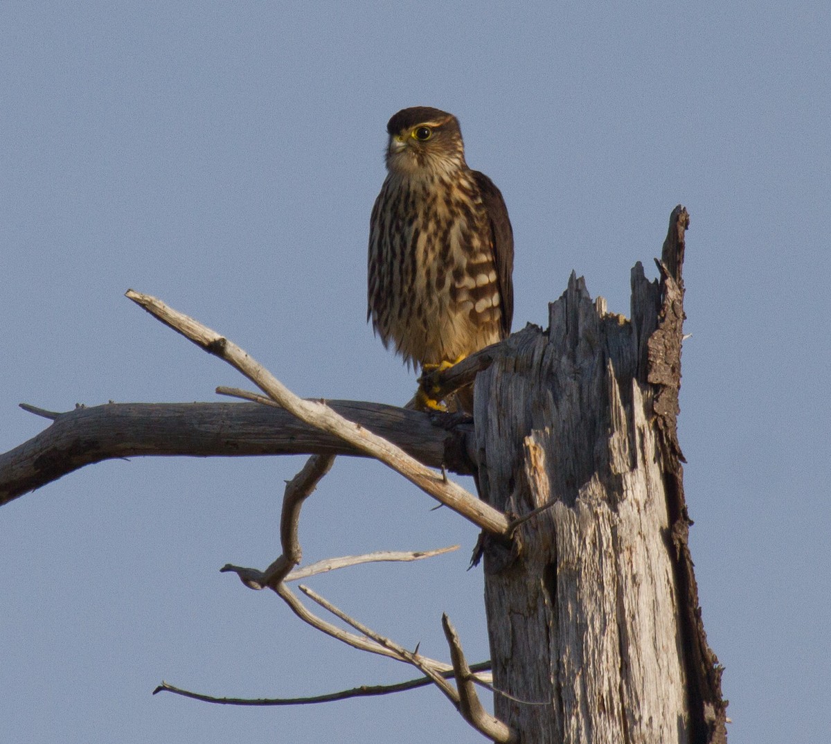 dřemlík tundrový - ML642932996