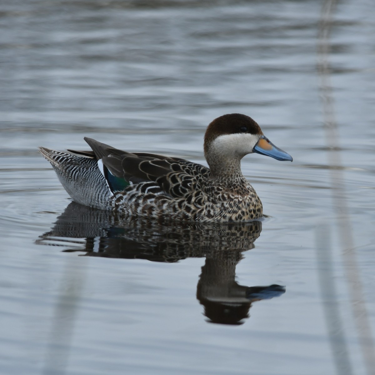 Silver Teal - ML642933020
