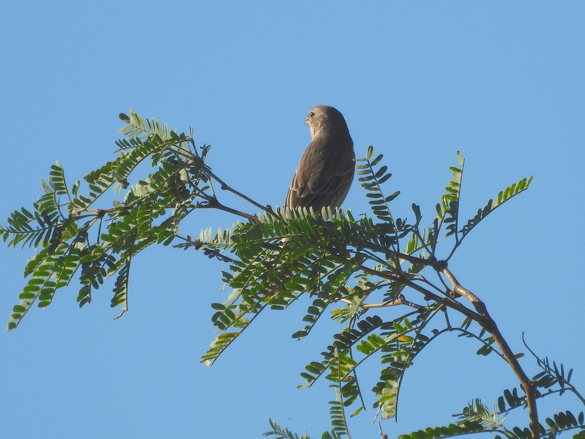 Varied Bunting - ML642933055