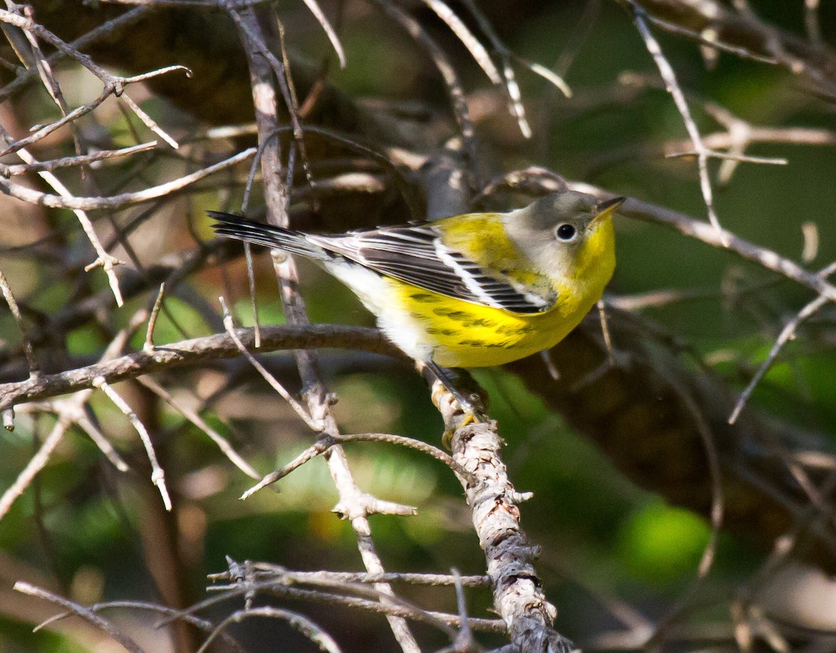 lesňáček tajgový - ML642933070