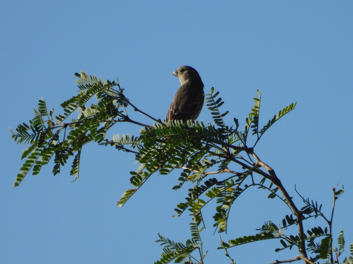 Varied Bunting - ML642933073