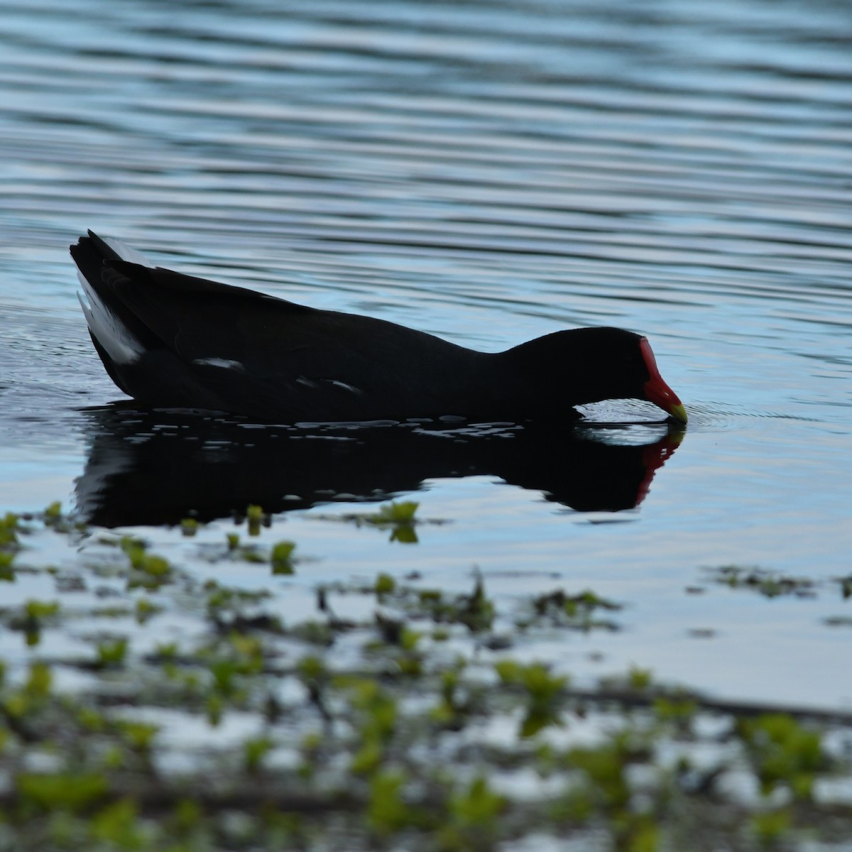 Common Gallinule - ML642933074