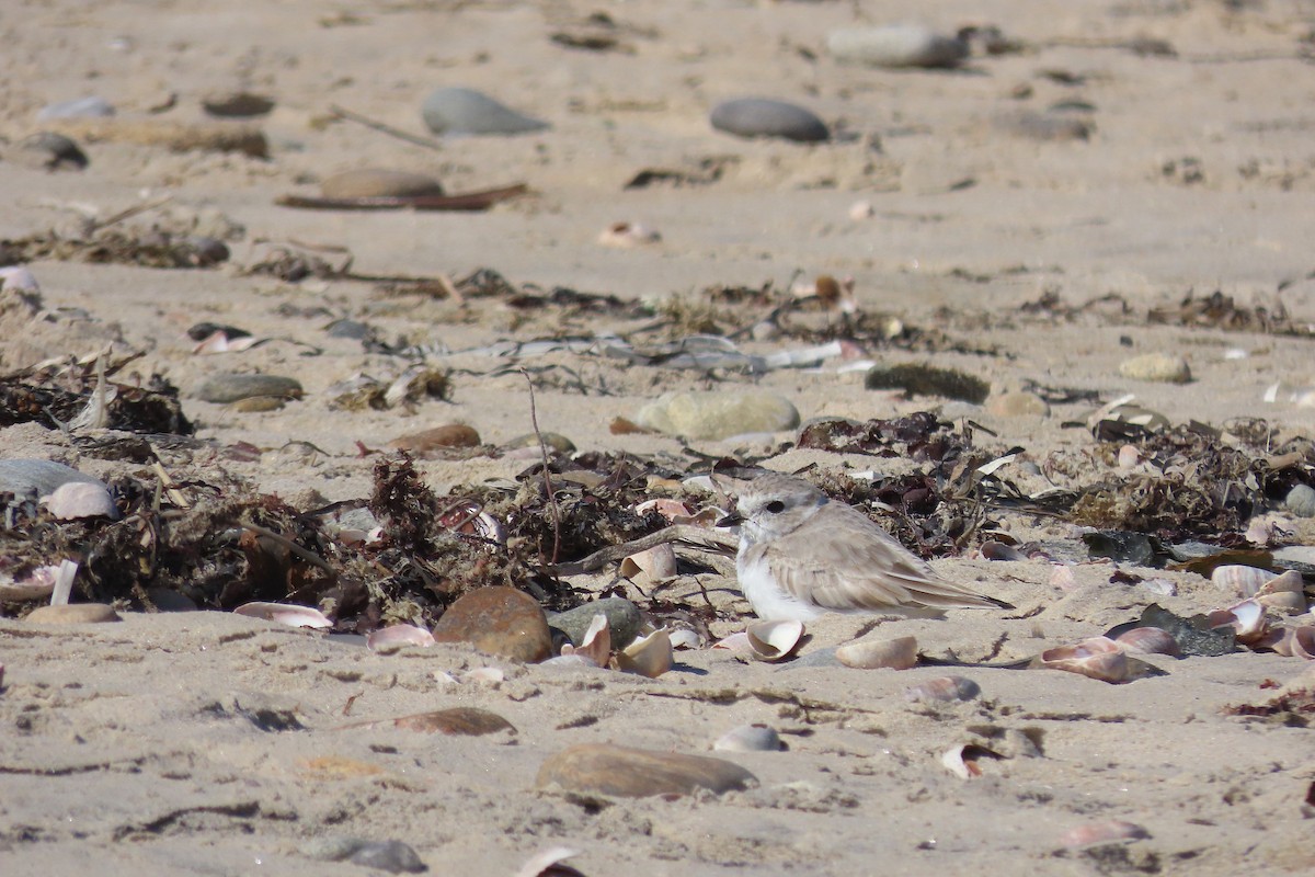 Piping Plover - ML642933075
