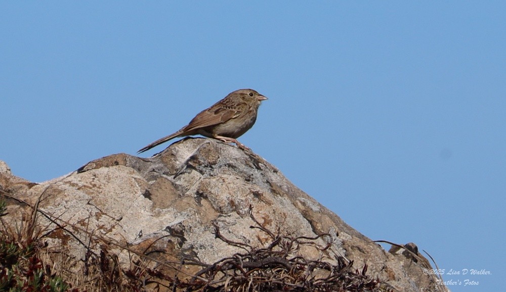 Cassin's Sparrow - ML642933093