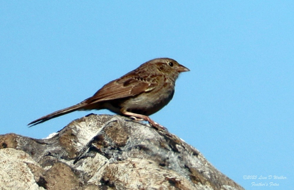 Cassin's Sparrow - ML642933094