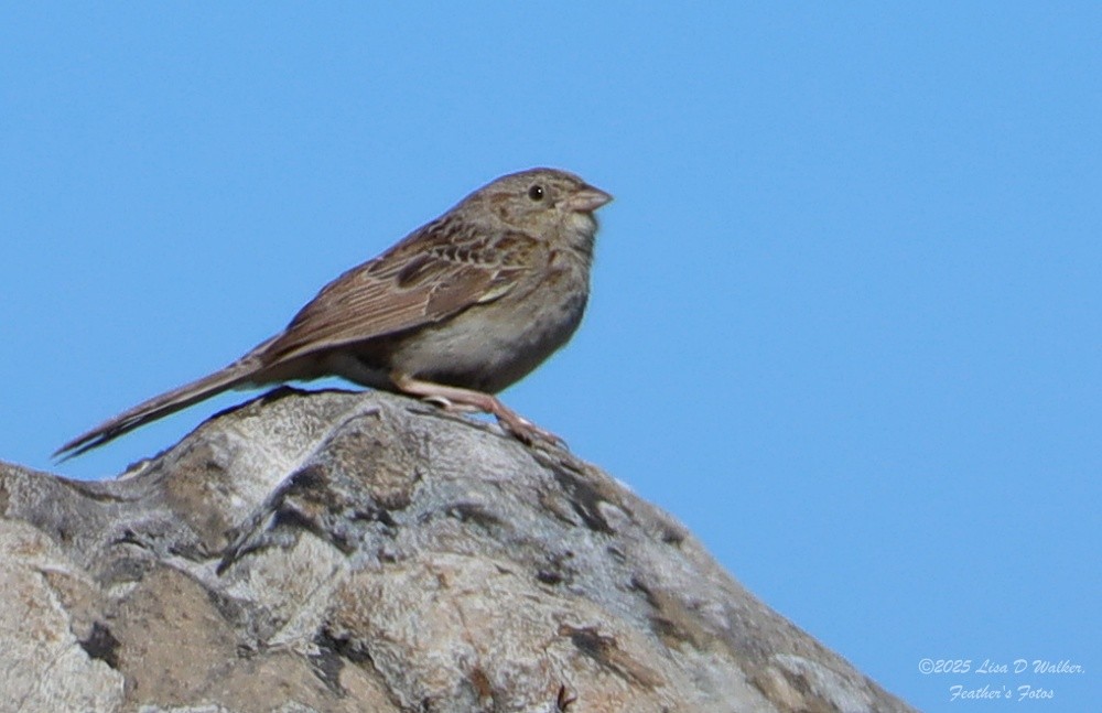 Cassin's Sparrow - ML642933095