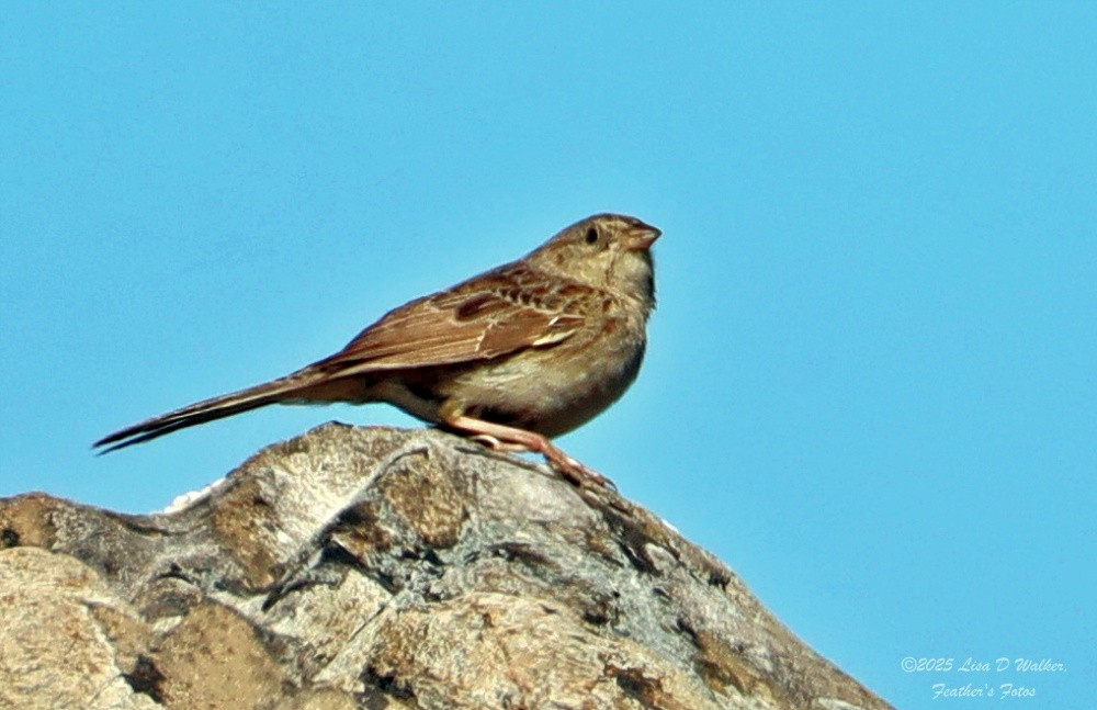 Cassin's Sparrow - ML642933096